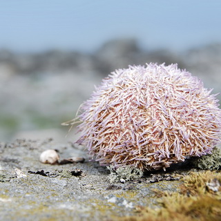 Nordland to Måstad - Sea urchin